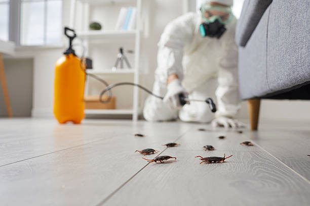 Post-Treatment Bed Bug Interceptor Monitoring in Catalina